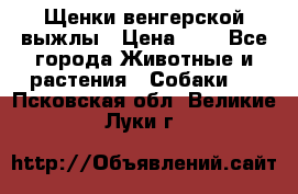 Щенки венгерской выжлы › Цена ­ 1 - Все города Животные и растения » Собаки   . Псковская обл.,Великие Луки г.